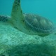 Sea Turlte swimming in shallow waters over sea grass in belize