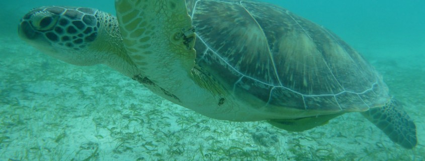 Sea Turlte swimming in shallow waters over sea grass in belize