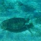 sea turtle eating sea grass in white sand found while snorkeling on vacation in belize