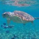 sea turtle seen while snorkeling at hol chan belize on catamaran charter in belize