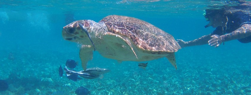 sea turtle seen while snorkeling at hol chan belize on catamaran charter in belize