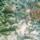 sea turtle swimming seen while snorkeling off catamaran charter in belize