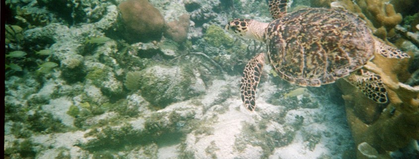 sea turtle swimming seen while snorkeling off catamaran charter in belize