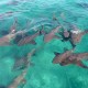 swimming with friendly nurse sharks at shark ray alley belize