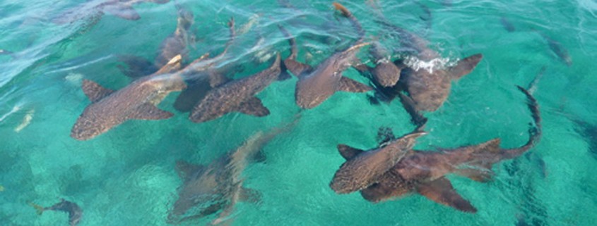 swimming with friendly nurse sharks at shark ray alley belize