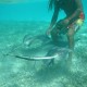 swimming with rays in sea grass while in belize on catamaran charter vacation