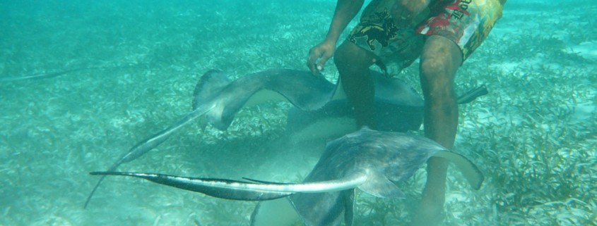 swimming with rays in sea grass while in belize on catamaran charter vacation