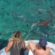 yellow jacks off catamaran snorkeling in belize hol chan