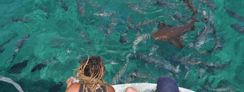 yellow jacks off catamaran snorkeling in belize hol chan