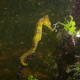 yellow sea horse closeup found while snorkeling in belize on charter vacation