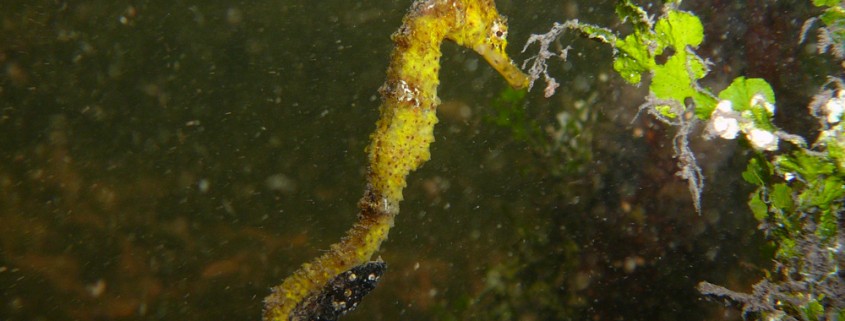 yellow sea horse closeup found while snorkeling in belize on charter vacation