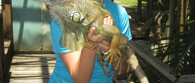 young girl hold huge iguana while on family vacation in belize